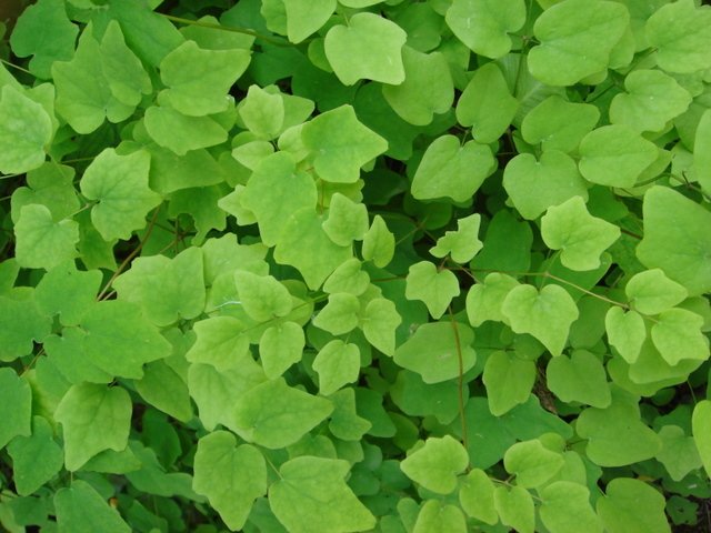 Vancouveria hexandra feuille
